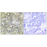 Immunohistochemistry - Anti-UBXD5 Antibody (C11186) - Antibodies.com