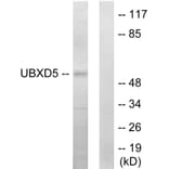 Western Blot - Anti-UBXD5 Antibody (C11186) - Antibodies.com