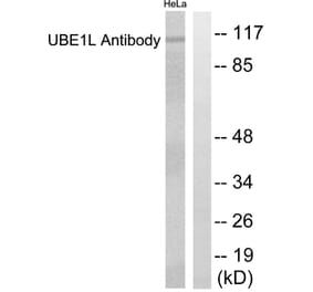 Western Blot - Anti-UBE1L Antibody (C0384) - Antibodies.com
