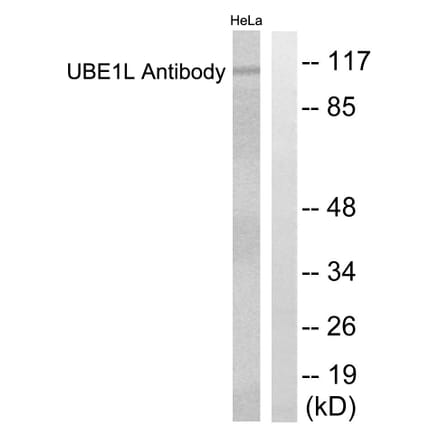 Western Blot - Anti-UBE1L Antibody (C0384) - Antibodies.com