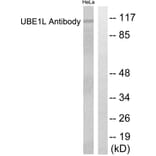 Western Blot - Anti-UBE1L Antibody (C0384) - Antibodies.com