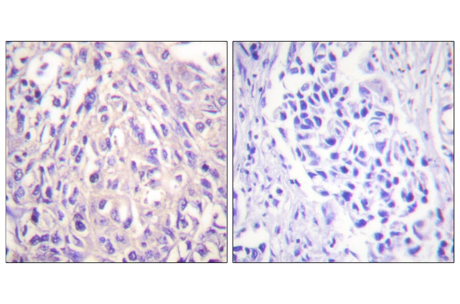 Immunohistochemistry - Anti-UBE1L Antibody (C0384) - Antibodies.com