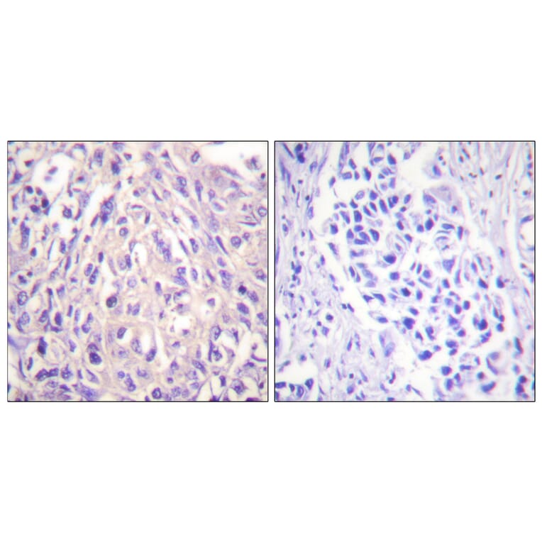 Immunohistochemistry - Anti-UBE1L Antibody (C0384) - Antibodies.com