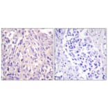 Immunohistochemistry - Anti-UBE1L Antibody (C0384) - Antibodies.com