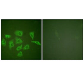 Immunofluorescence - Anti-Trk A Antibody (B0034) - Antibodies.com