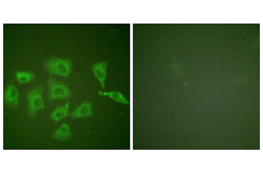 Immunofluorescence - Anti-Trk A Antibody (B0034) - Antibodies.com