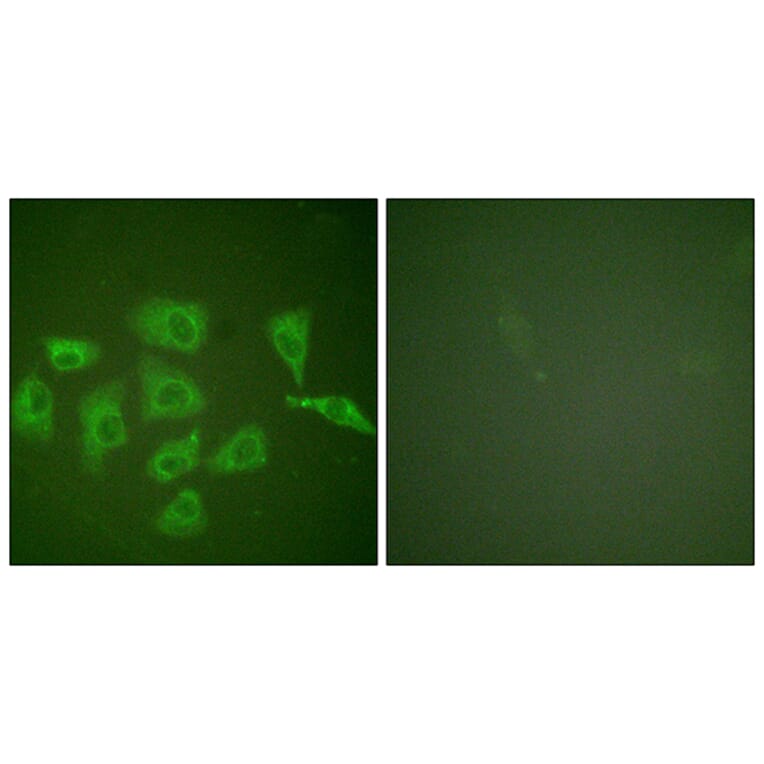 Immunofluorescence - Anti-Trk A Antibody (B0034) - Antibodies.com