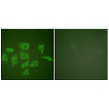 Immunofluorescence - Anti-Trk A Antibody (B0034) - Antibodies.com