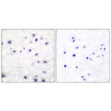 Immunohistochemistry - Anti-Trk A Antibody (B0034) - Antibodies.com