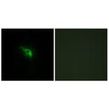 Immunofluorescence - Anti-TPIP1 Antibody (C13126) - Antibodies.com