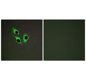 Immunofluorescence - Anti-TM16J Antibody (C10001) - Antibodies.com