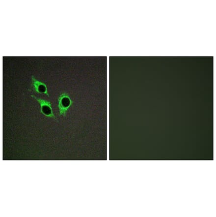 Immunofluorescence - Anti-TM16J Antibody (C10001) - Antibodies.com