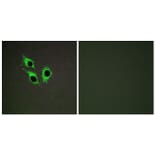 Immunofluorescence - Anti-TM16J Antibody (C10001) - Antibodies.com