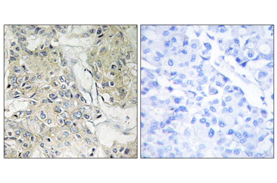 Immunohistochemistry - Anti-TM16J Antibody (C10001) - Antibodies.com