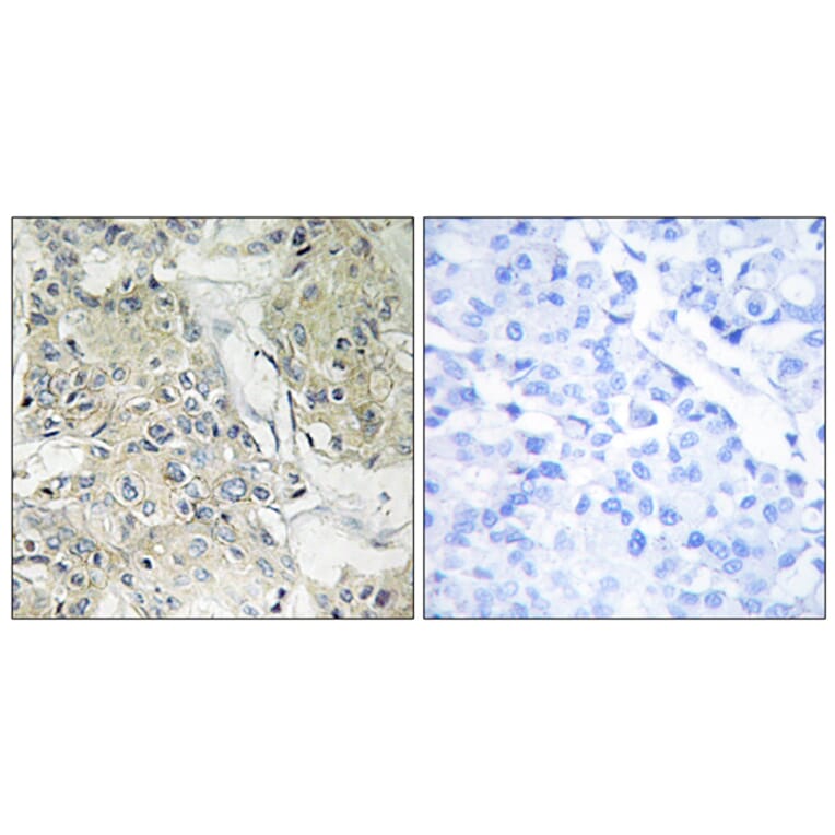 Immunohistochemistry - Anti-TM16J Antibody (C10001) - Antibodies.com