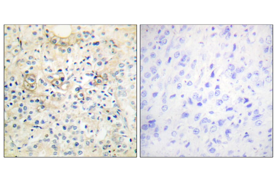 Immunohistochemistry - Anti-TM16G Antibody (C11220) - Antibodies.com
