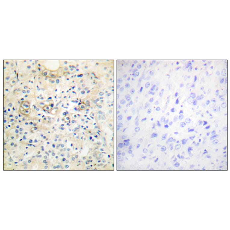 Immunohistochemistry - Anti-TM16G Antibody (C11220) - Antibodies.com