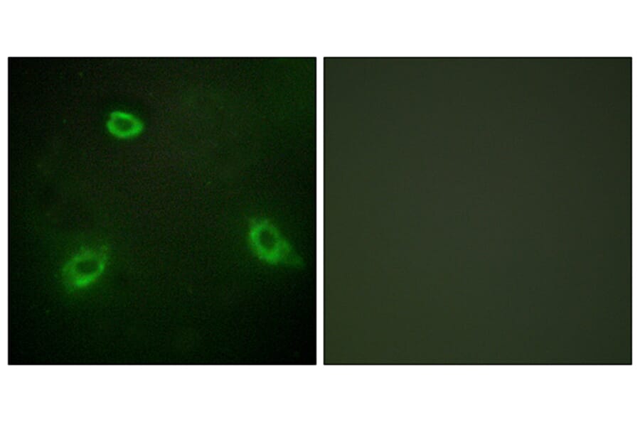 Immunofluorescence - Anti-TM16G Antibody (C11220) - Antibodies.com