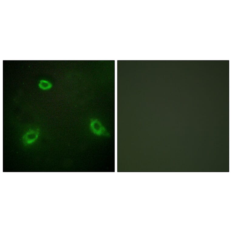 Immunofluorescence - Anti-TM16G Antibody (C11220) - Antibodies.com