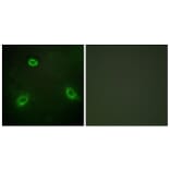 Immunofluorescence - Anti-TM16G Antibody (C11220) - Antibodies.com