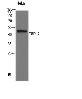 Western blot analysis of HeLa cells using Anti-TBPL2 Antibody.