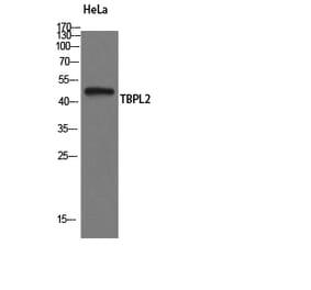 Western Blot - Anti-TBPL2 Antibody (C20597) - Antibodies.com