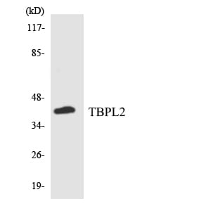Western blot analysis of the lysates from COLO205 cells using Anti-TBPL2 Antibody.