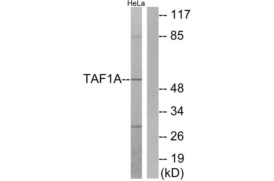 Western Blot - Anti-TAF1A Antibody (C11088) - Antibodies.com
