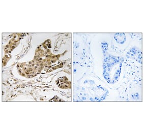 Immunohistochemistry - Anti-RTCD1 Antibody (C18443) - Antibodies.com