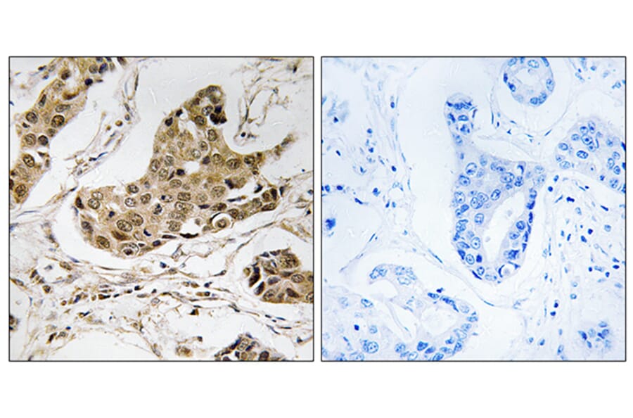 Immunohistochemistry - Anti-RTCD1 Antibody (C18443) - Antibodies.com