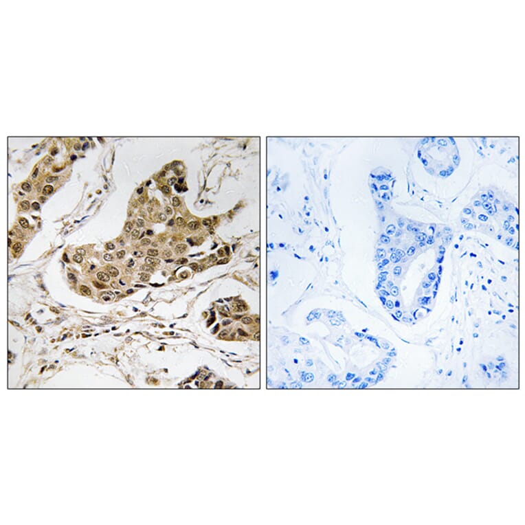 Immunohistochemistry - Anti-RTCD1 Antibody (C18443) - Antibodies.com