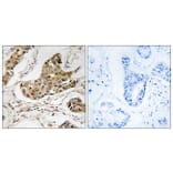 Immunohistochemistry - Anti-RTCD1 Antibody (C18443) - Antibodies.com