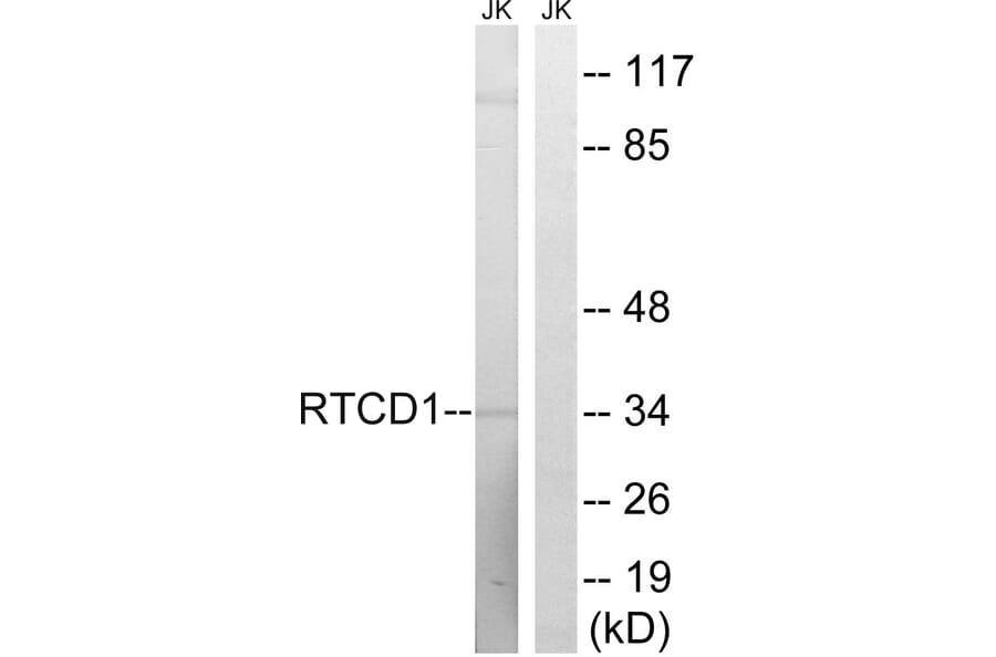 Western Blot - Anti-RTCD1 Antibody (C18443) - Antibodies.com