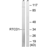 Western Blot - Anti-RTCD1 Antibody (C18443) - Antibodies.com