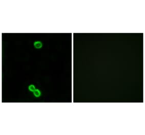 Immunofluorescence - Anti-RPL3L Antibody (C14183) - Antibodies.com