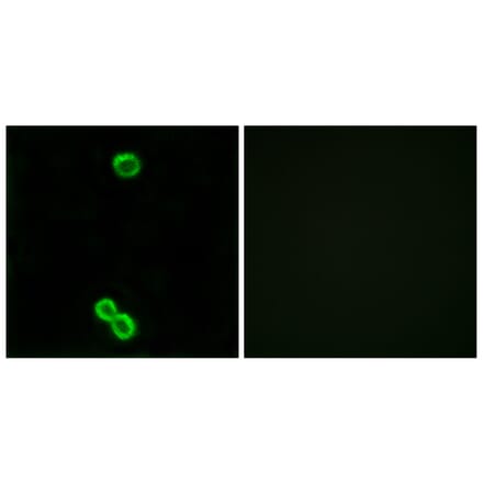 Immunofluorescence - Anti-RPL3L Antibody (C14183) - Antibodies.com