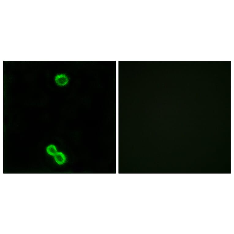 Immunofluorescence - Anti-RPL3L Antibody (C14183) - Antibodies.com