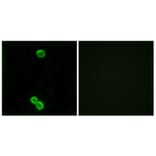 Immunofluorescence - Anti-RPL3L Antibody (C14183) - Antibodies.com