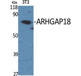 Western Blot - Anti-RHG18 Antibody (C18368) - Antibodies.com