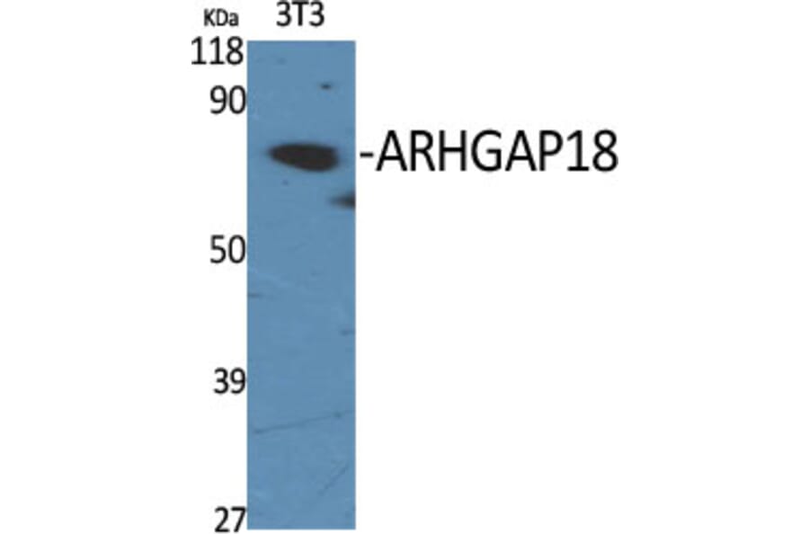 Western Blot - Anti-RHG18 Antibody (C18368) - Antibodies.com