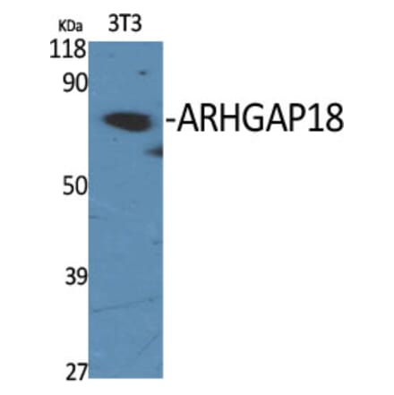 Western Blot - Anti-RHG18 Antibody (C18368) - Antibodies.com