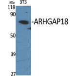 Western Blot - Anti-RHG18 Antibody (C18368) - Antibodies.com