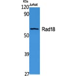Western Blot - Anti-RAD18 Antibody (C15564) - Antibodies.com