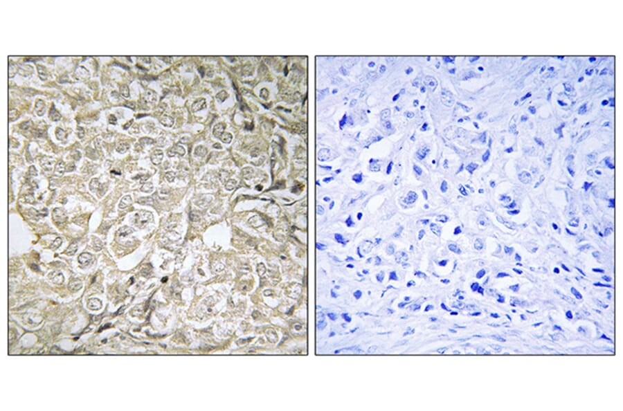Immunohistochemistry - Anti-RAB37 Antibody (C18247) - Antibodies.com