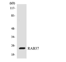 Western Blot - Anti-RAB37 Antibody (R12-3391) - Antibodies.com