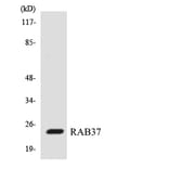 Western Blot - Anti-RAB37 Antibody (R12-3391) - Antibodies.com