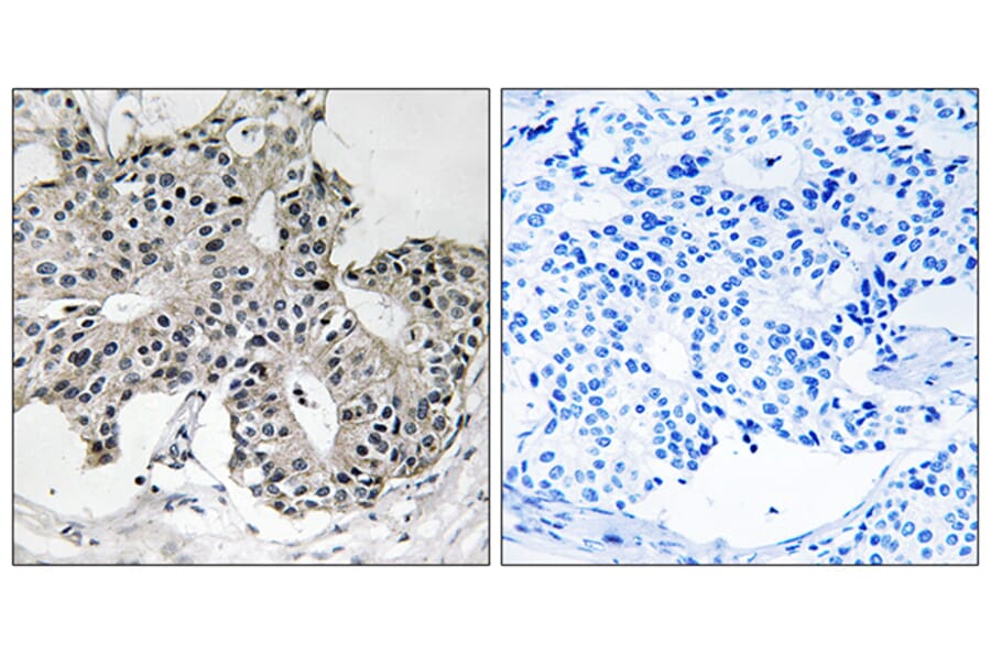 Immunohistochemistry - Anti-PXMP3 Antibody (C17646) - Antibodies.com