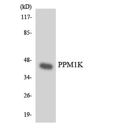Western Blot - Anti-PPM1K Antibody (R12-3346) - Antibodies.com