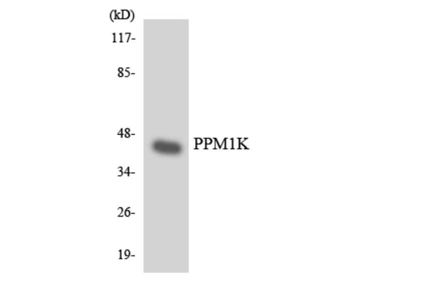 Western Blot - Anti-PPM1K Antibody (R12-3346) - Antibodies.com