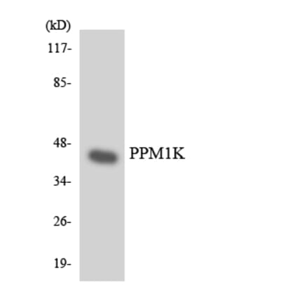 Western Blot - Anti-PPM1K Antibody (R12-3346) - Antibodies.com